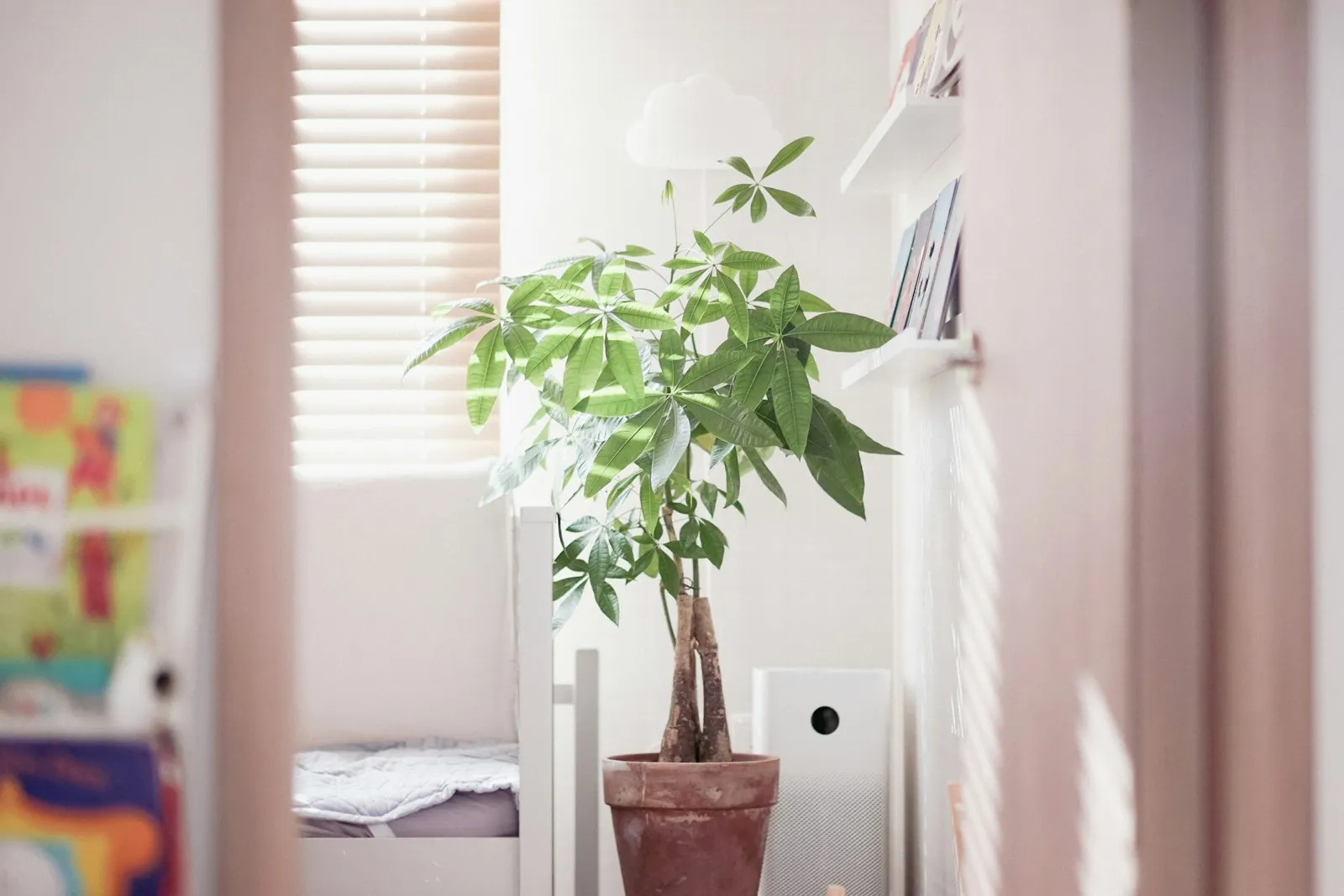 Houseplant beside a window with blinds in a living room